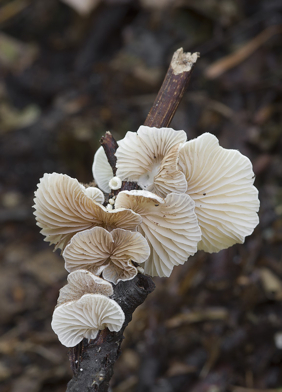 Crepidotus luteolus